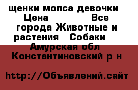 щенки мопса девочки › Цена ­ 25 000 - Все города Животные и растения » Собаки   . Амурская обл.,Константиновский р-н